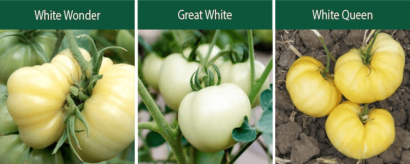 white wonder great white white queen indeterminate tomatoes